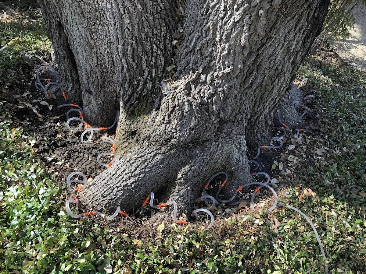 Detailed Tree Cabling and Bracing job site in Hicksville