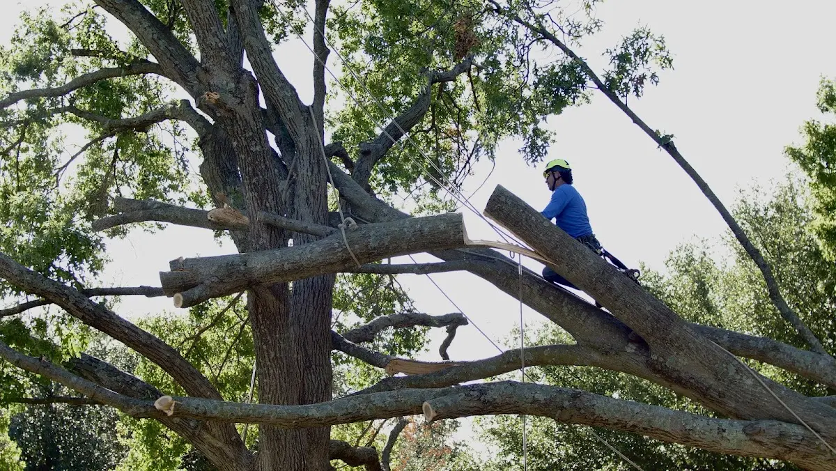 Professional Hazardous Tree Removal performed by certified arborists in Hicksville