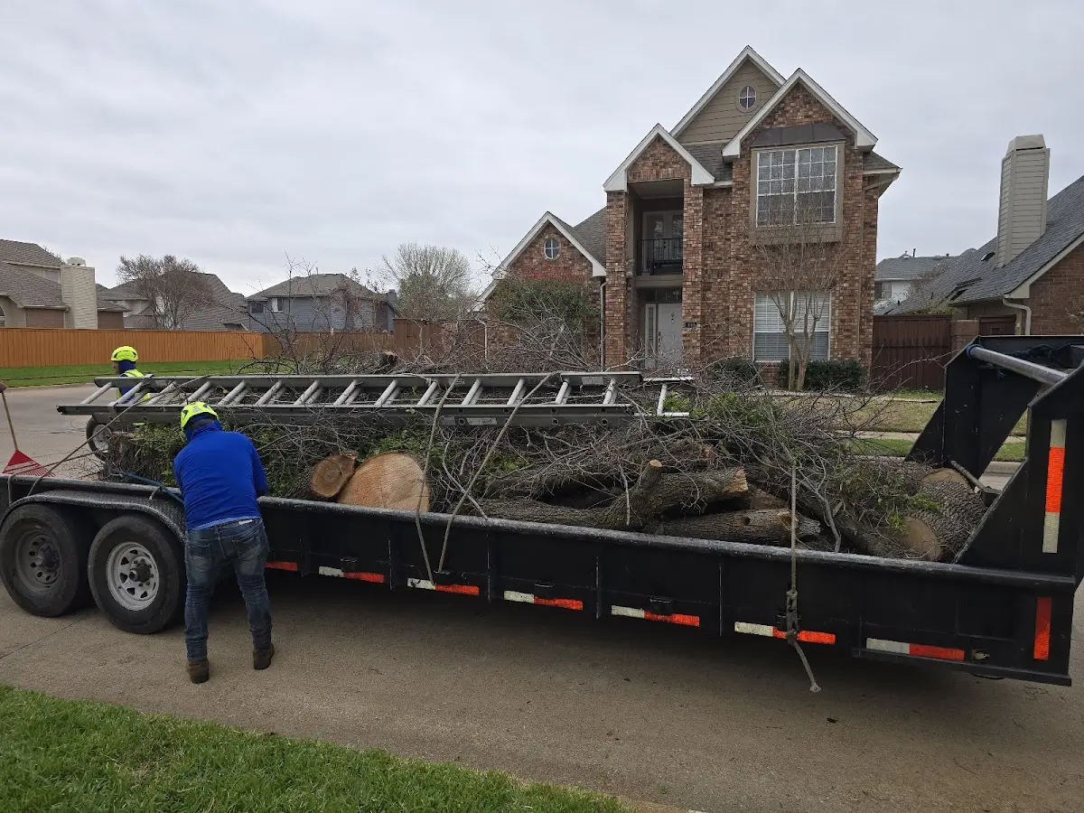 Expert Tree Pest Control with proper safety equipment in Hicksville